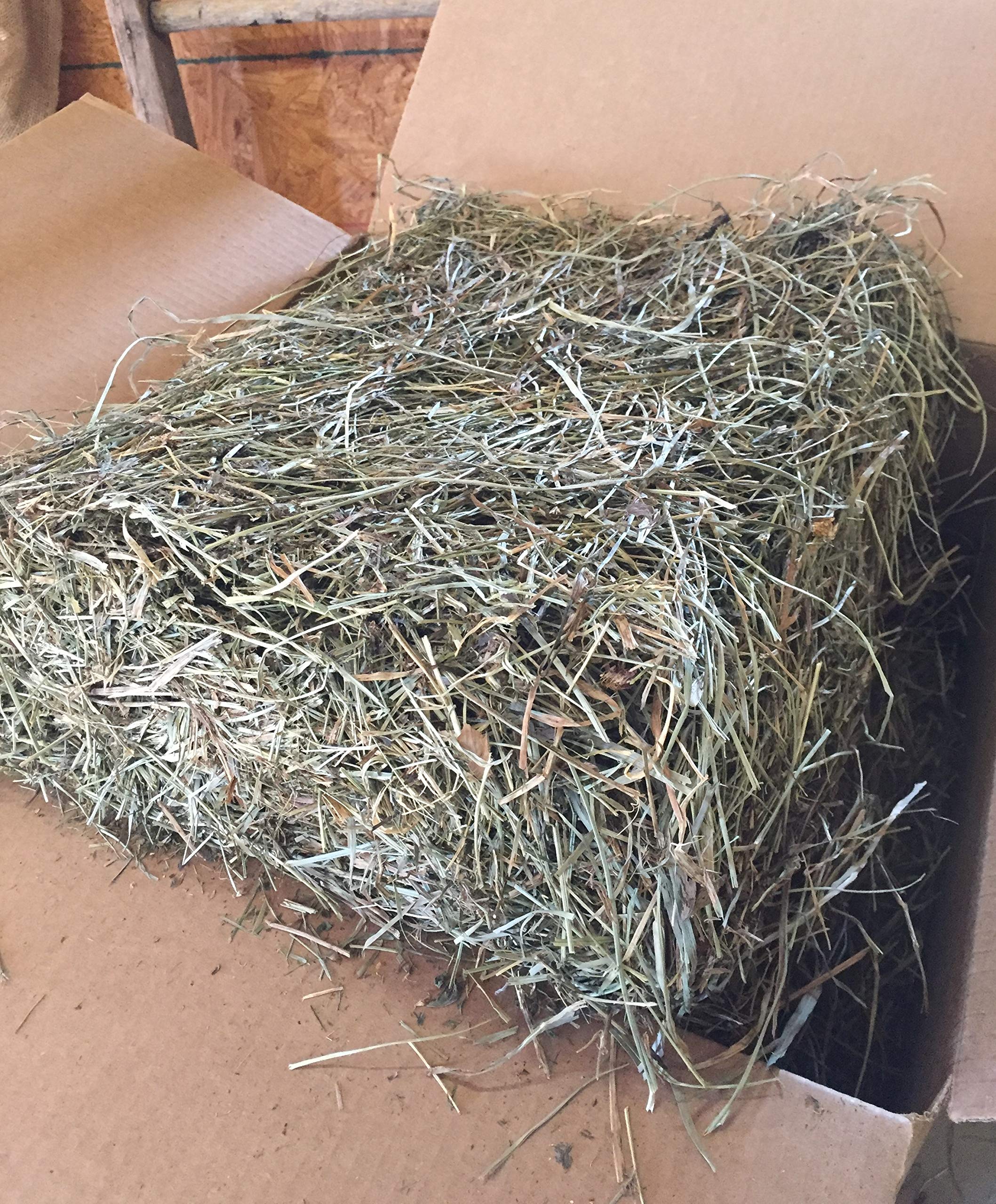 Taul Farms Certified Organic Premium Orchard Grass Clover Hay for Rabbits & Small Pets