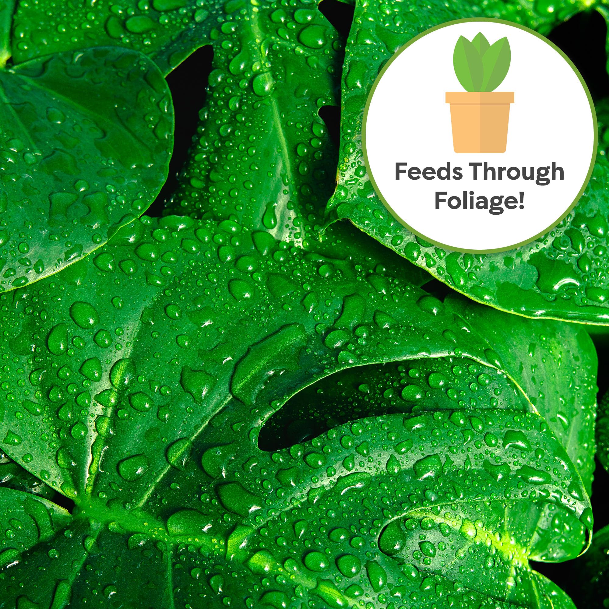 Amazon.com : Monstera Foliar Food Spray by Perfect Plants | Natural Indoor  Plant Mist for Garden Foliage | 10-0-10 Fertilizer Nutrient Blend (8 fl oz)  : Patio, Lawn & Garden