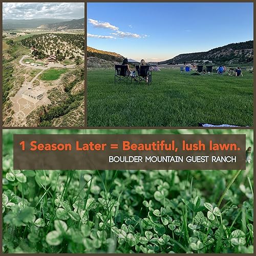 Miniatura 7 de Semilla de micro trébol para césped, 5 libras a granel,  2 millones de semillas de microtrébol para plantar, alternativa de mini hierba tolerante a