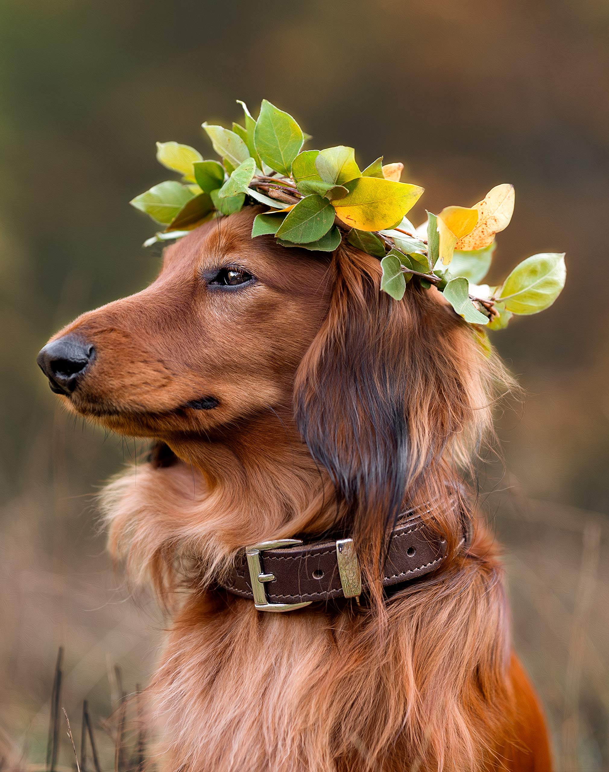 MICHUR Design Hundehalsband Leder, Lederhalsband Hund, Halsband, Braun, Leder, in verschiedenen Größen erhältlich