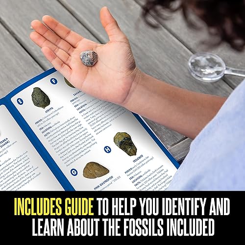 Miniatura 4 de Educational Insights GeoSafari - Kit de excavación de fósiles, kit de ciencia para niños, juguete de ciencia de dinosaurios, a partir de