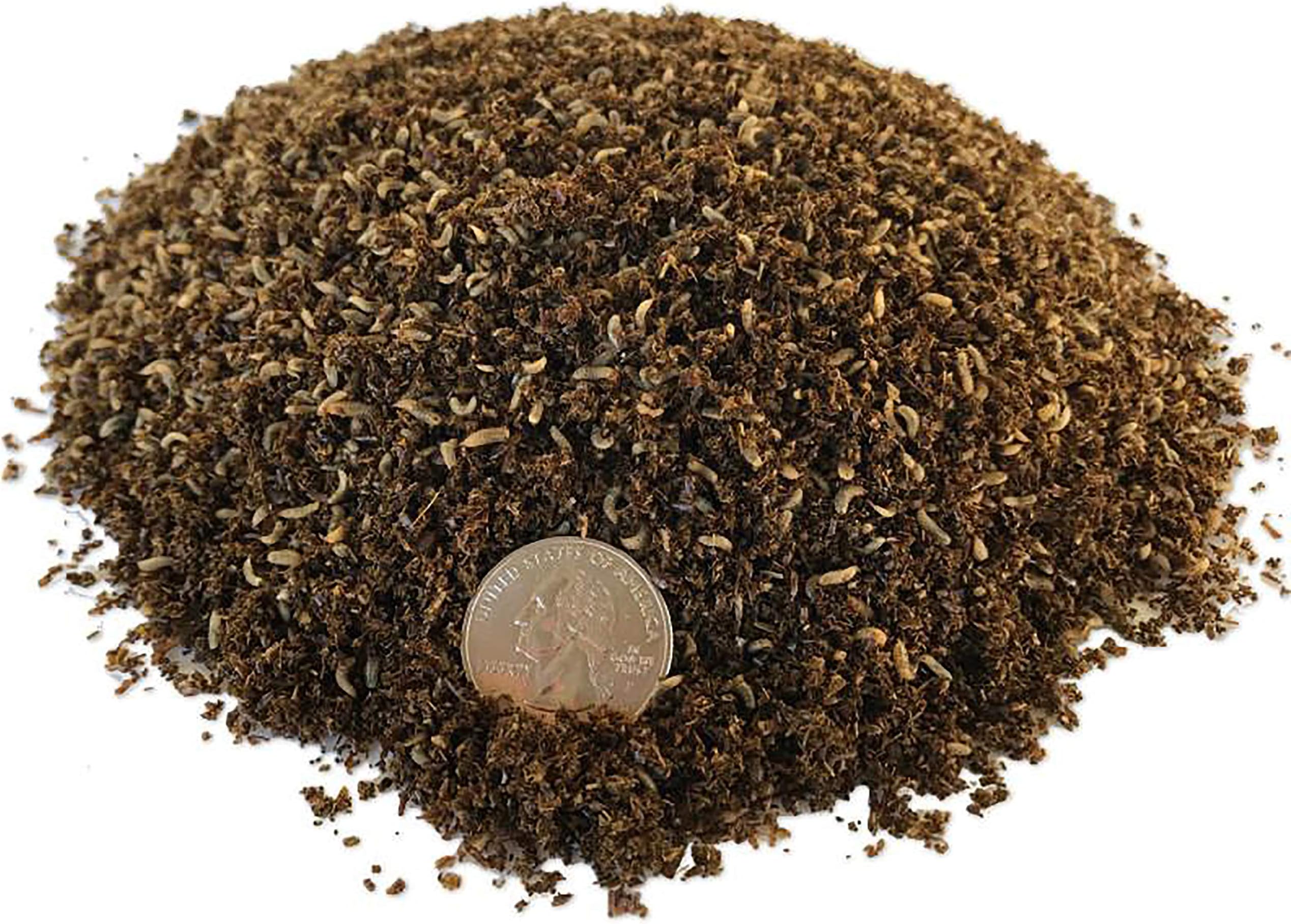 Compost-Grade Black Soldier Fly Larvae (10,000 Count)