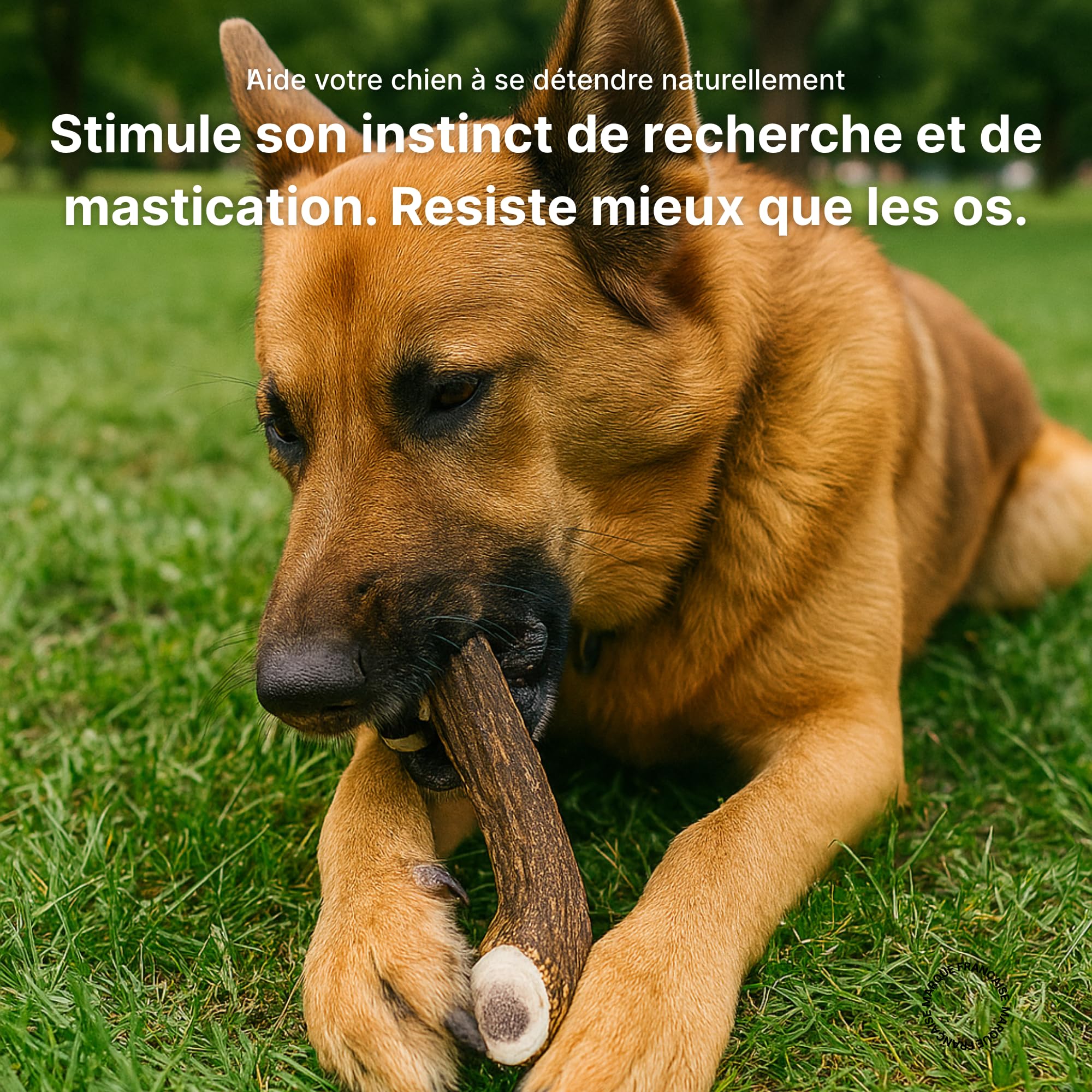 Bois de Cerf Fendu pour Chien, friandise à mâcher Naturelle Longue durée, Soin Dentaire mécanique, Occupation & Plaisir, 100% Bois de cerf (XL)
