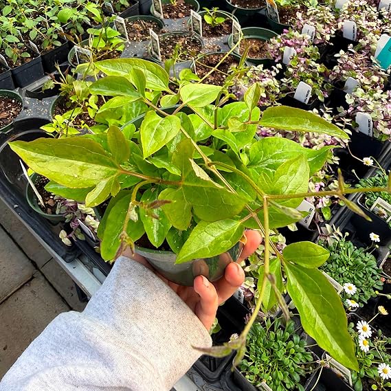 Clematis terniflora 'Paniculata', Sweet Autumn Clematis, Flowering Plant, Cnt Sz: 4.5