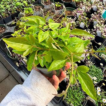 Clematis terniflora 'Paniculata', Sweet Autumn Clematis, Flowering Plant, Cnt Sz: 4.5