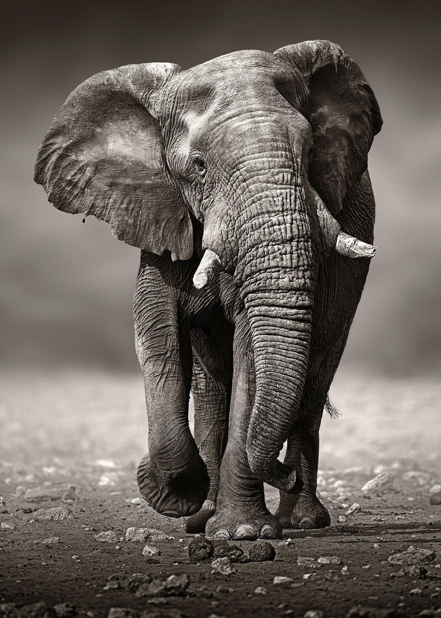 Ulmer Puzzleschmiede Puzzle "Der Wanderer" – Classico puzzle da 2000 pezzi – Motivo puzzle di un imponente elefante che si avvicina come fotografia in bianco e nero