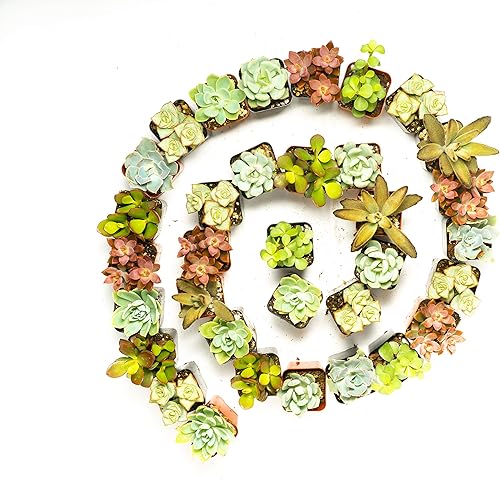 Miniatura 3 de Jiimz - Paquete de suculentas variadas  perfectas para bodas fiestas de regalos jardines y eventos sociales