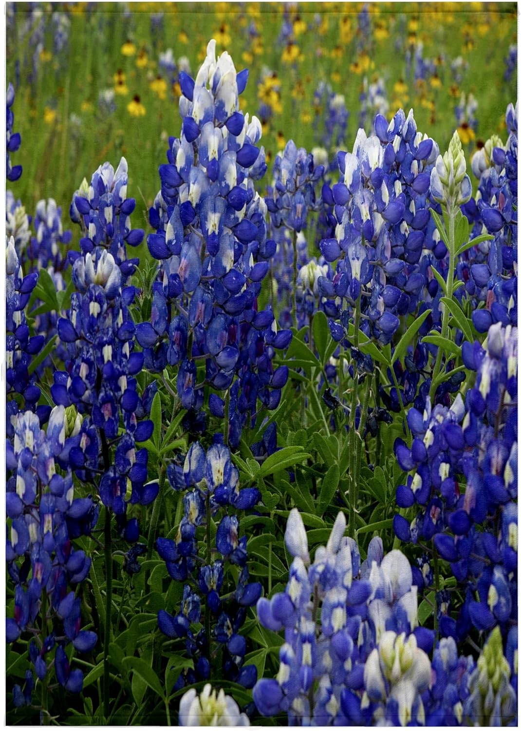 3dRose Texas Hill Country Wildflowers. Bluebonnets 22x30 Bath Hand Pool Towel