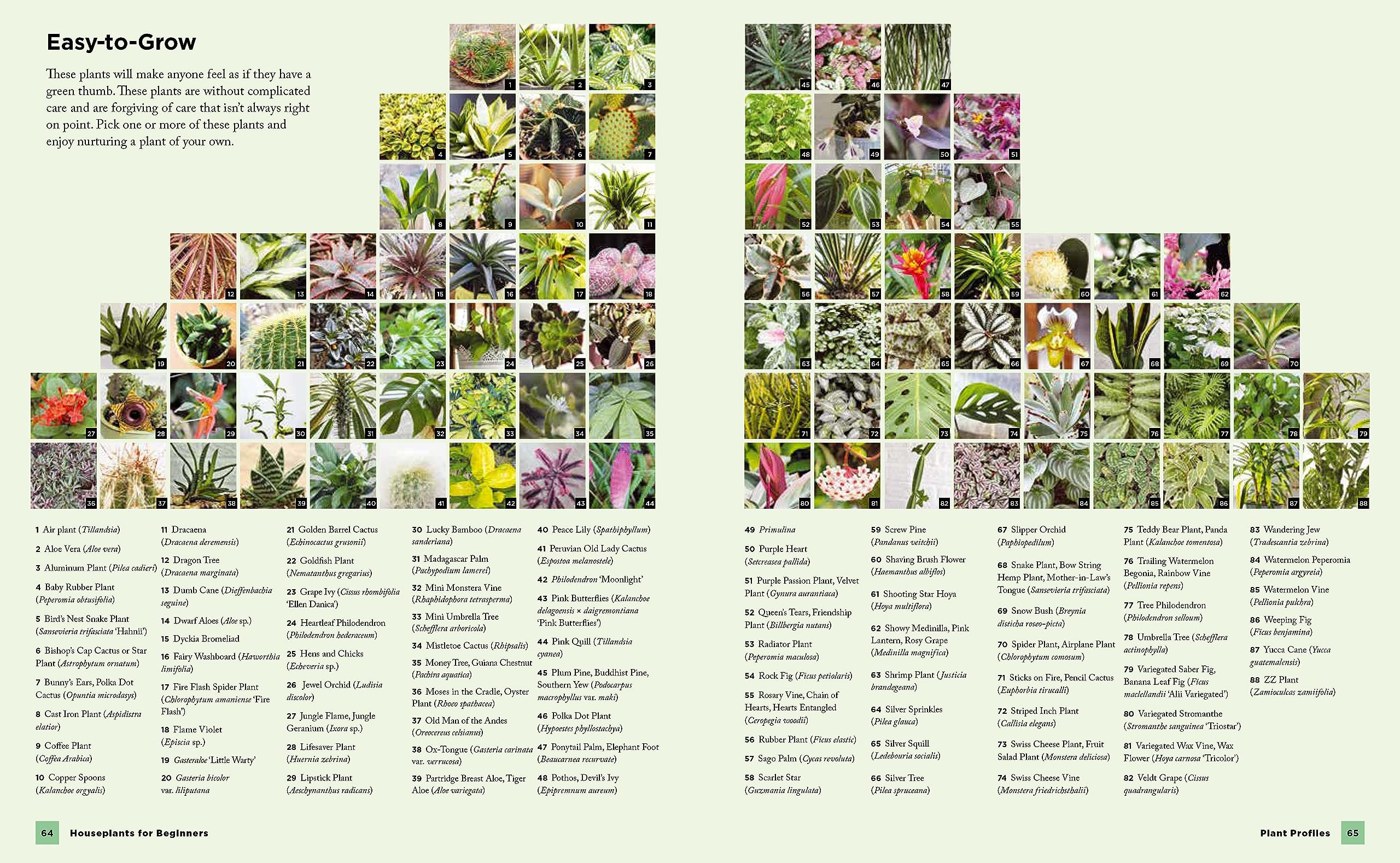 Houseplants for Beginners: A Simple Guide for New Plant Parents for Making Houseplants Thrive (New Shoe Press) - Image 5