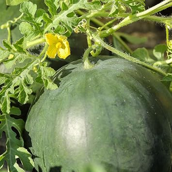 Mountain Valley Seed Co Watermelon Seeds Florida Giant 0.25 Oz 100 Seeds