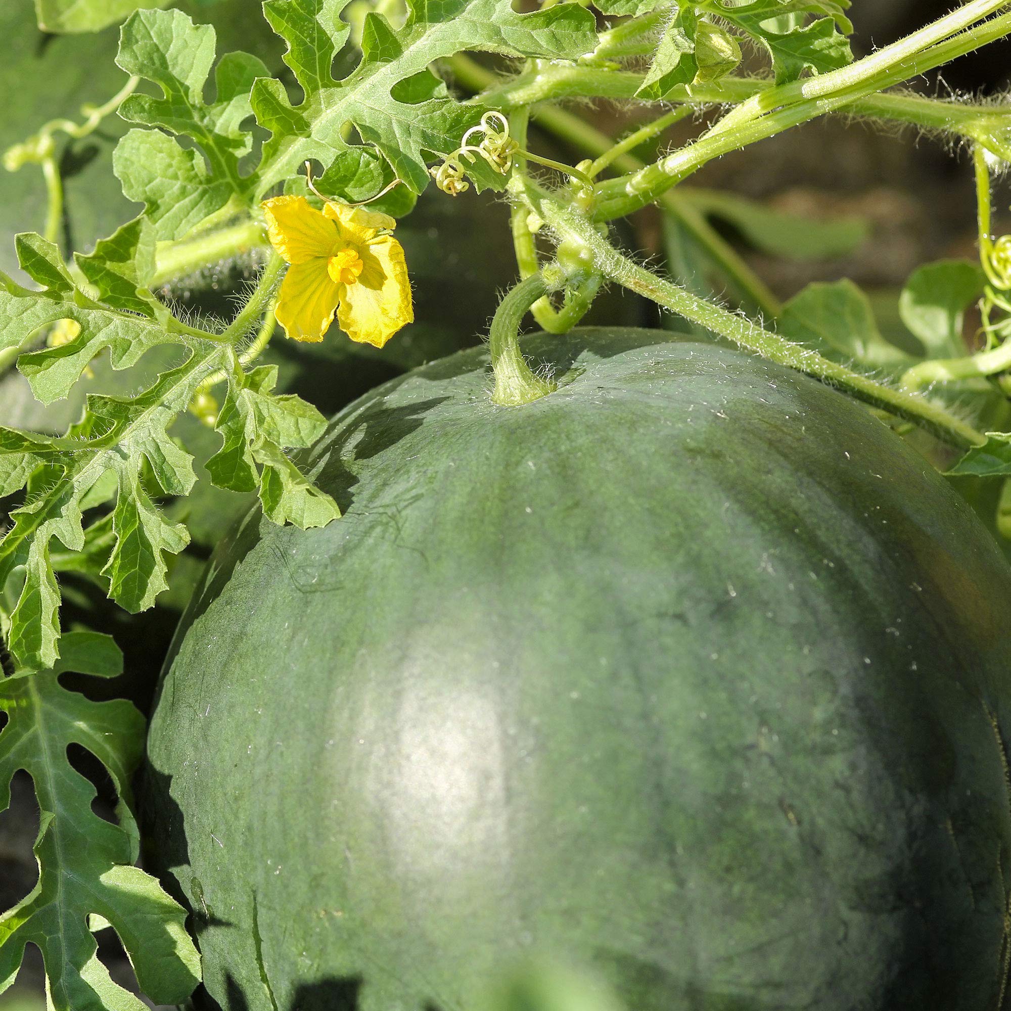 Florida Giant Watermelon Seeds