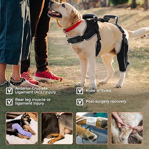 Miniatura 11 de Rodillera para perro para pierna trasera desgarrada ACL/CCL, soporte ajustable con suficiente envoltura y soporte y rótula luxante, soporte