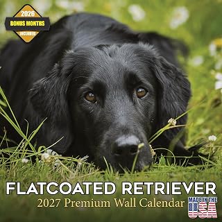 Flatcoated Retriever 16-month wall calendar