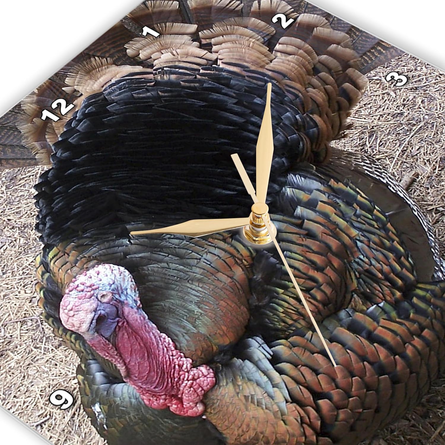 3dRose Wall Clock Silent - 15 inch - Wild Turkey - Nature N Wildlife Birds