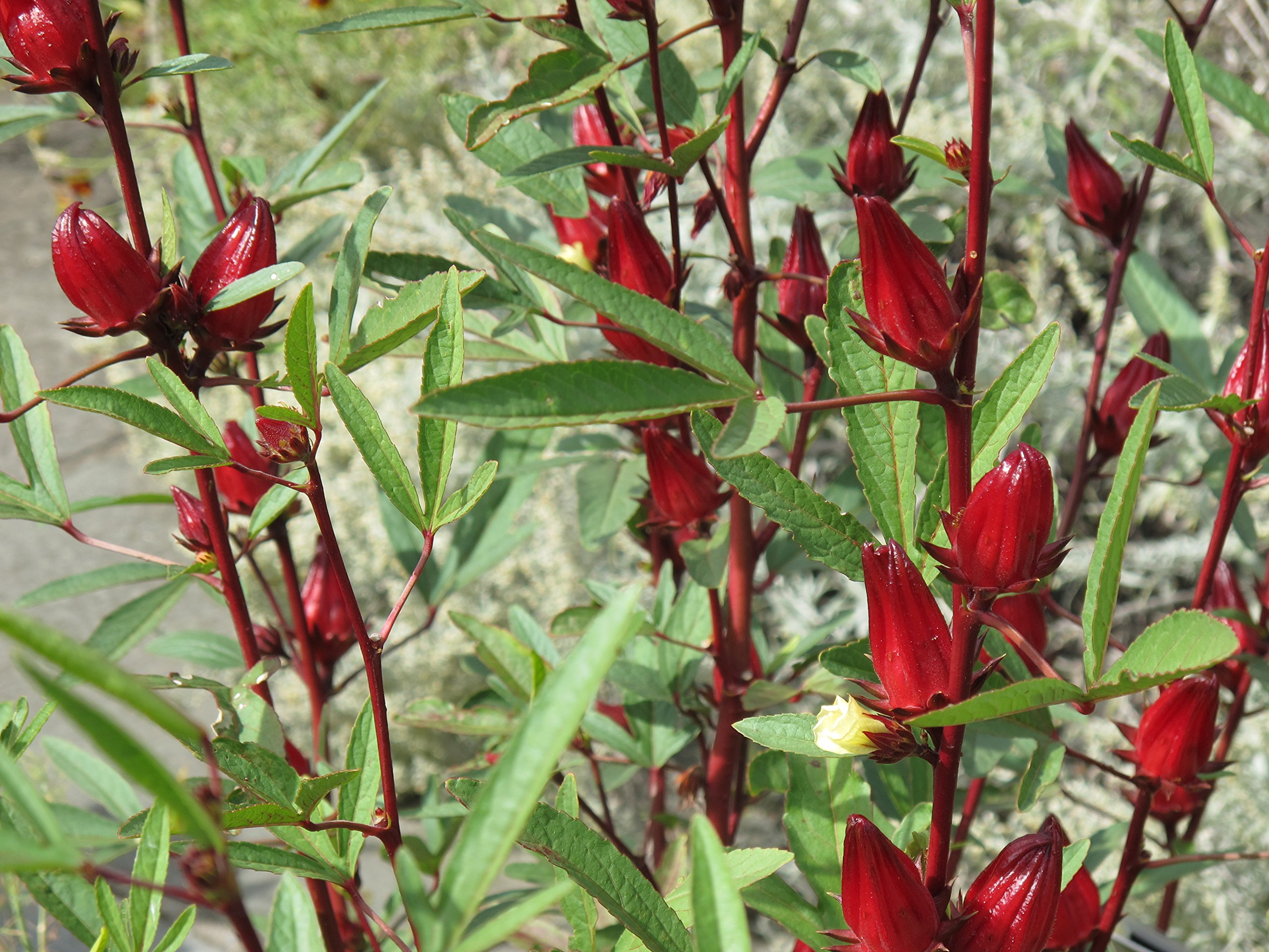 CooPany® Seeds Red Kenaf/Red Ambada/Red Gongura Seeds (2000) (B09BK78WGD) Amazon Price History, Amazon Price Tracker