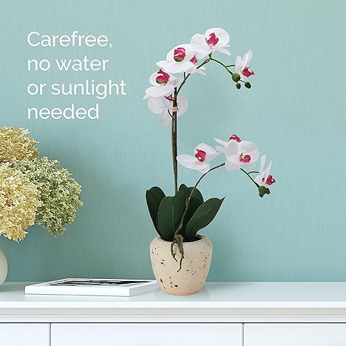 Miniatura 5 de Mikasa Orquídea artificial en maceta, orquídea Phalaenopsis de tacto real, maceta de cemento envejecido sintético, rama doble de 22 pulgadas,