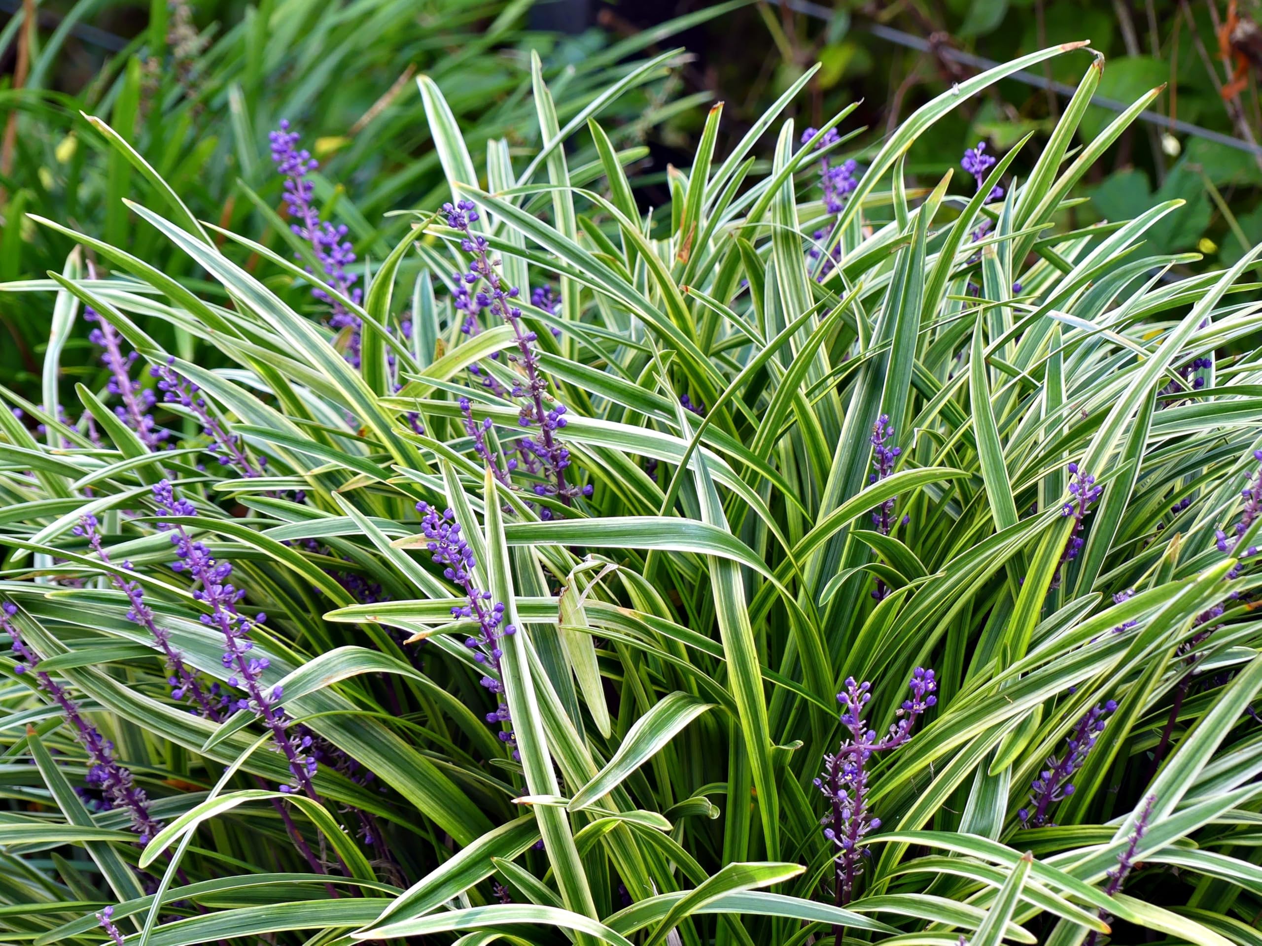 Stauden Gänge 3 x Liriope muscari ‚Gold Banded' im 1 Liter Topf (Ziergras/Staude/Winterhart/Mehrjährig/Stauden/Immergrün) Bunte Lilientraube - Goldene Akzente für stilvolle Beete