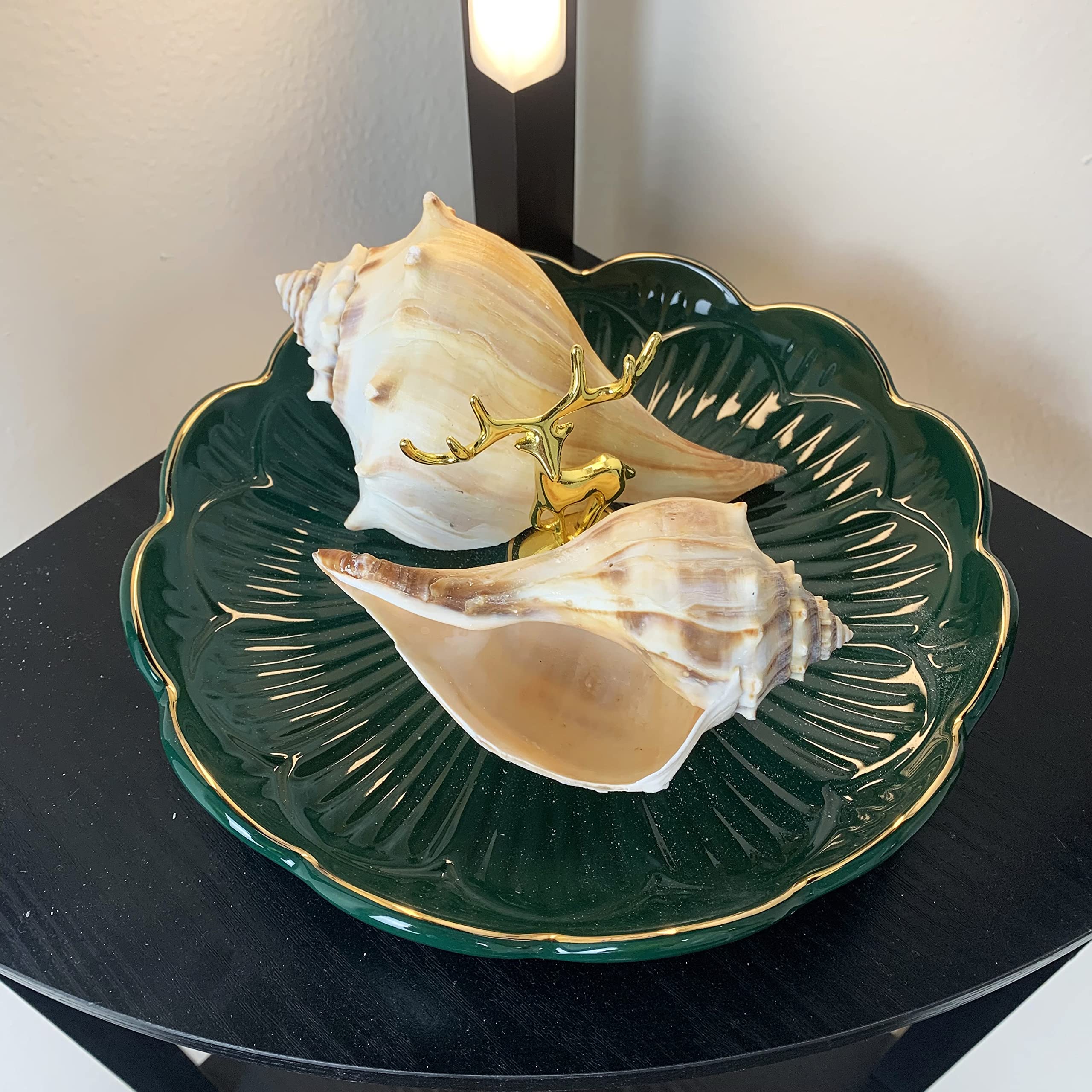 Amazon.com: Heyiwell 2PC Atlantic Whelk Sea Shell,Large Natural