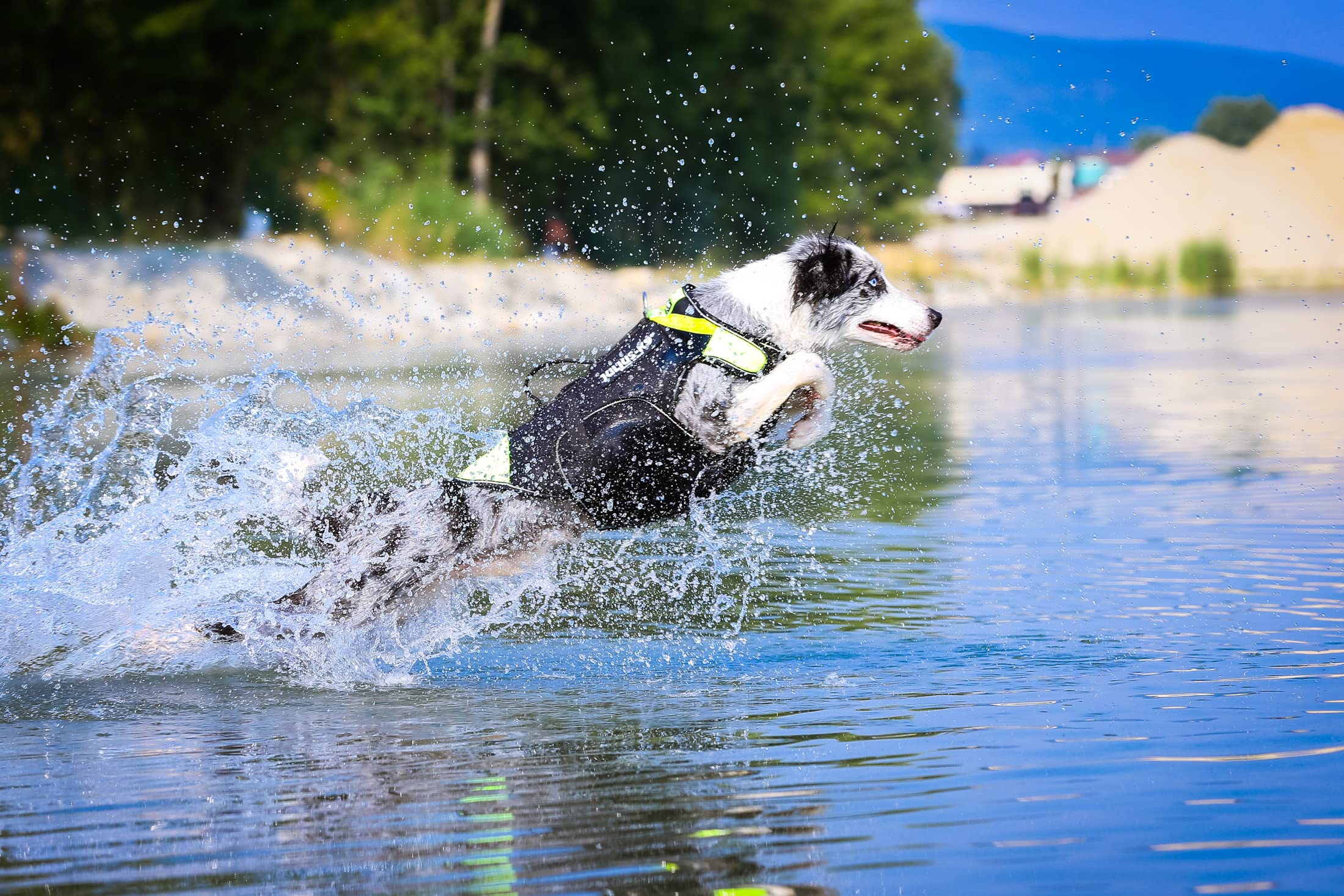 JULIUS K-9, 16SWM-IDC-L, Harnais-Gilet de Sauvetage IDC 3 en 1 pour Chiens, Taille: L, Néon