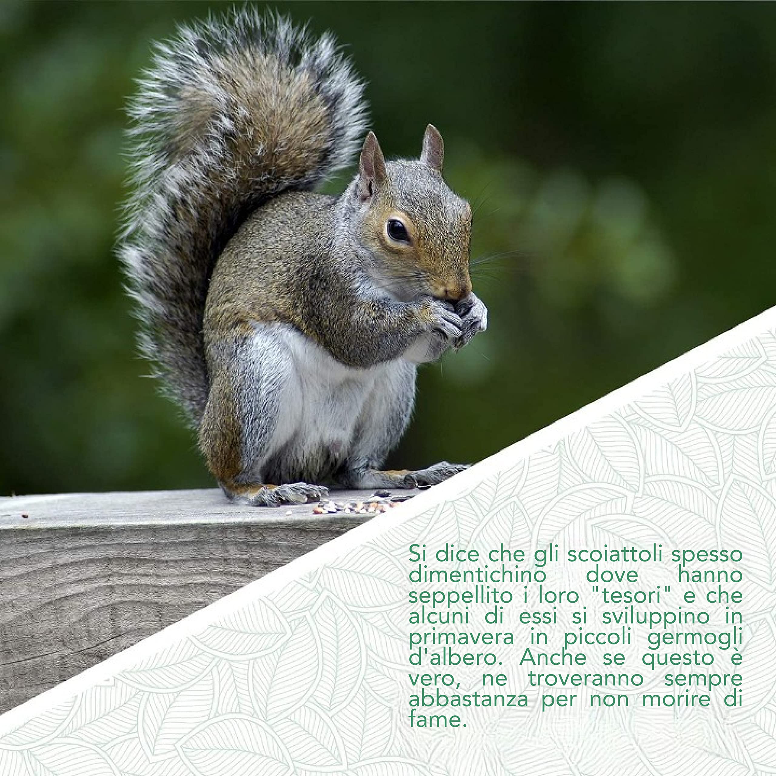 WILDLIFE FRIEND | Mangiatoia Scoiattoli XXL – Da Riempire con Mangime Scoiattolo – Resistente alle Intemperie – Realizzata in Legno Massello, Tetto in Metallo e Finestrina in Plastica – 26x14x29cm