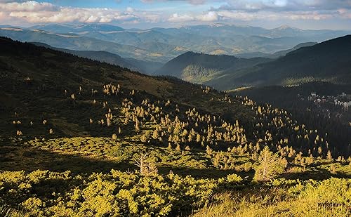 Miniatura 7 de Pino Mugo  Plántula de árbol pequeño  The Jonsteen Company