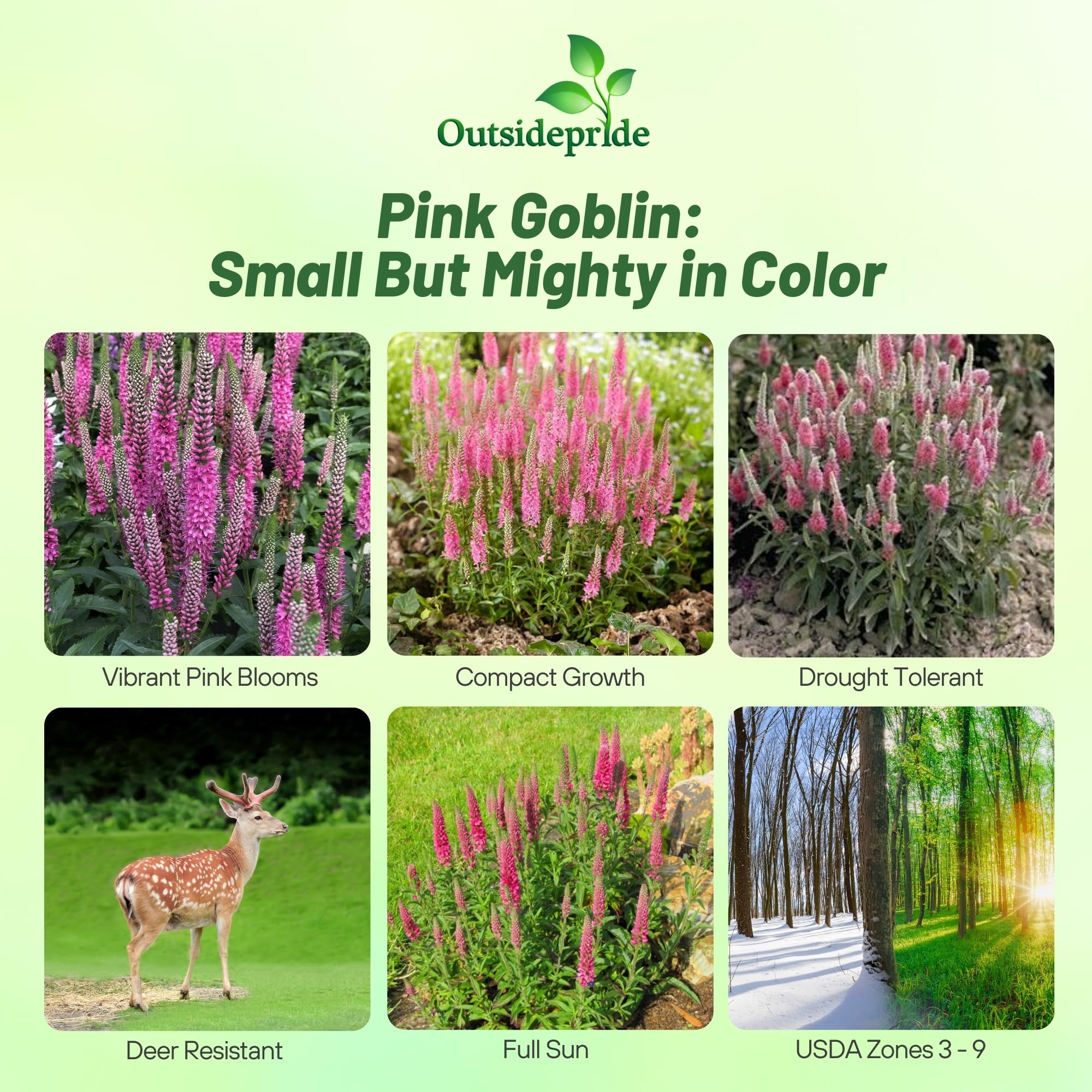 Amazon.com : Outsidepride Pink Spiked Speedwell Veronica Seeds for