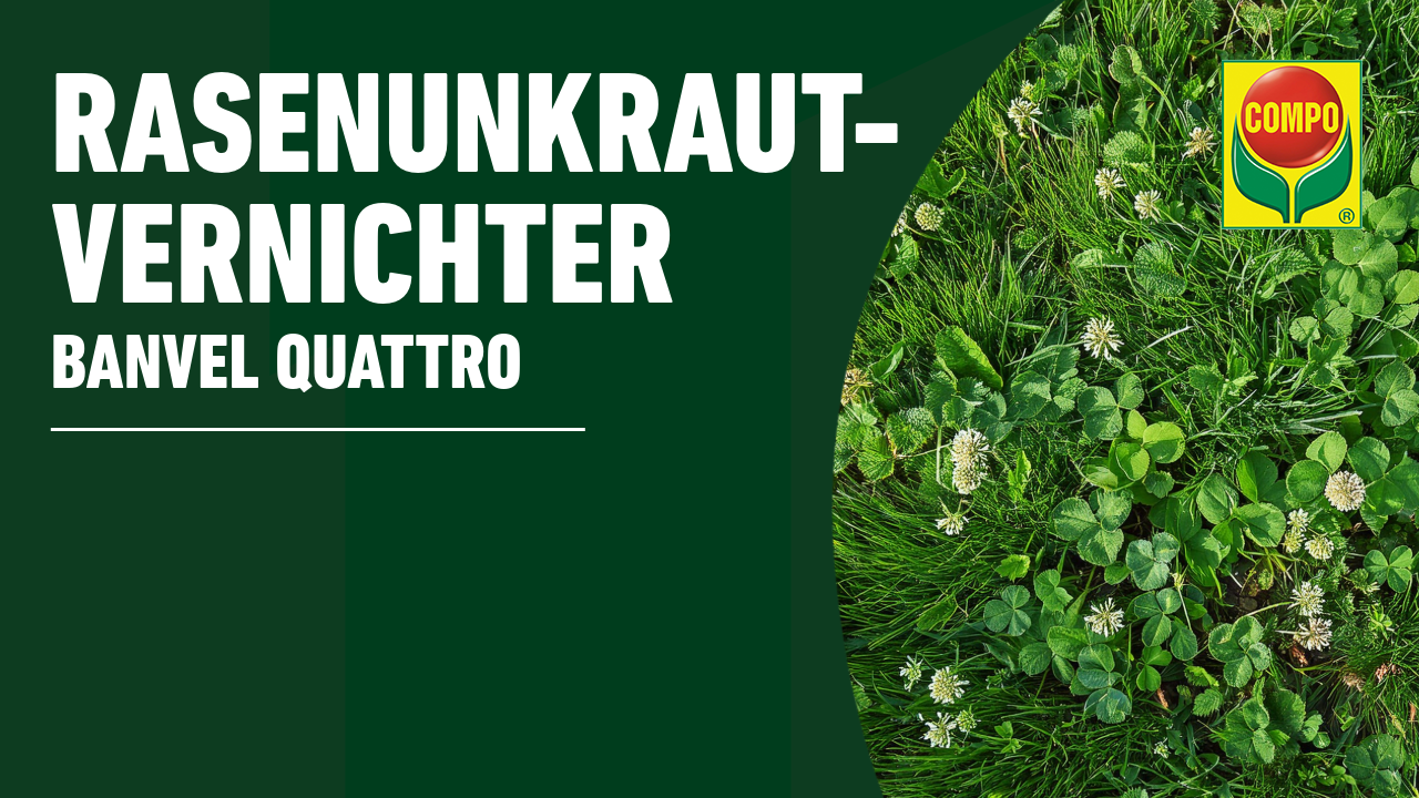 Compo Rasenunkraut-Vernichter Banvel Quattro Konzentrat