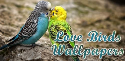 Love Birds Wallpapers