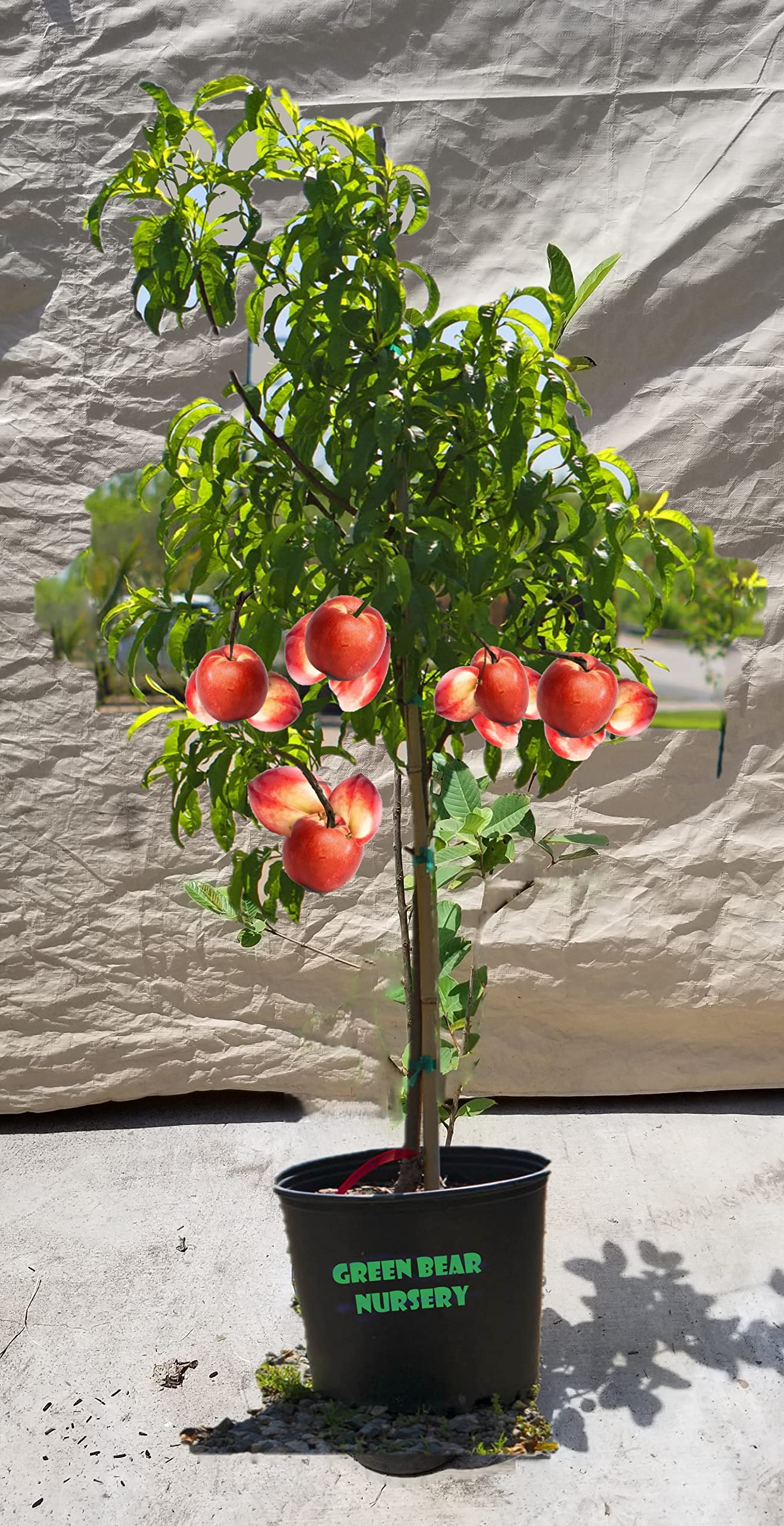 4 Year Old Grafted Nectarine Fruit Tree (Snow Queen Nectarine, 5 Gallon)