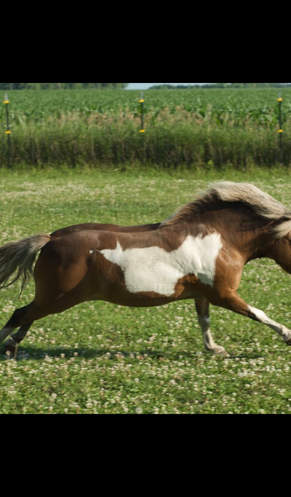 Miniature Horse Wallpaper – HD Wallpapers of Miniature Horses!:Amazon