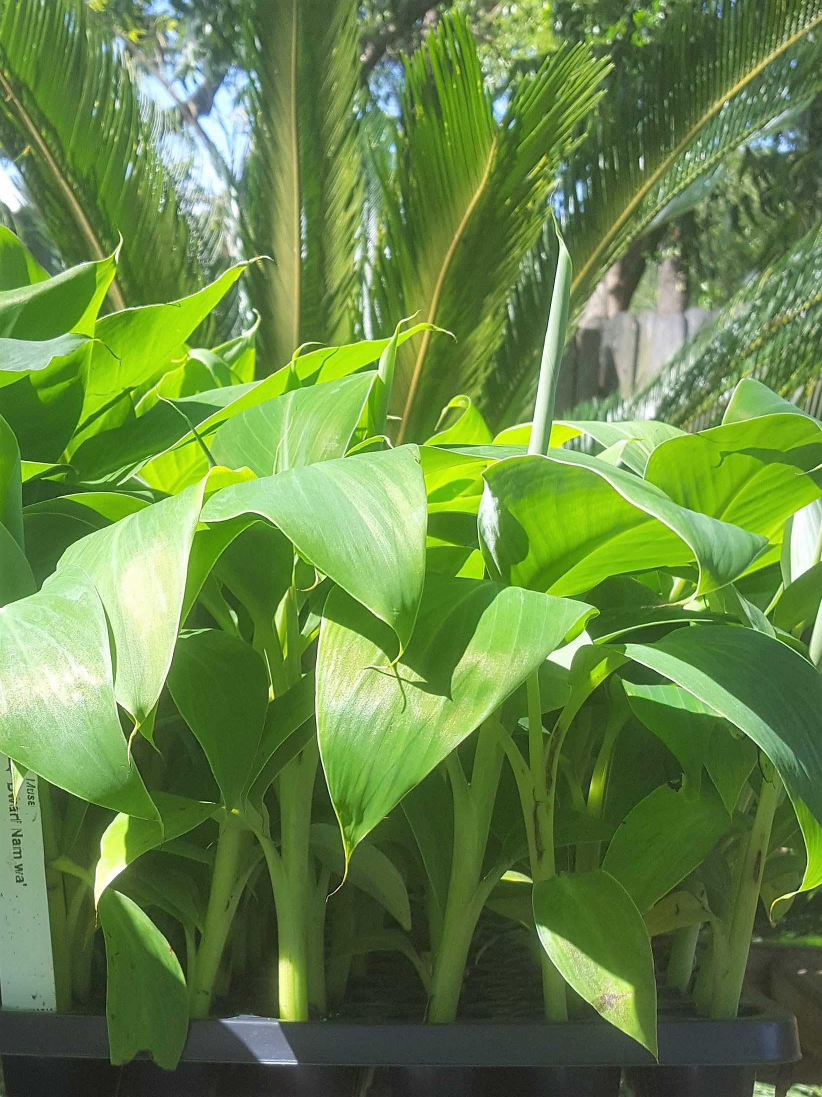 Banana Plants Dwarf Namwah Includes Four (4) Plants