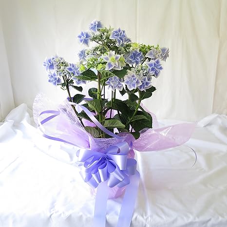 Amazon 母の日 花 あじさい 銀河 アジサイ 紫陽花 胡蝶蘭 母の日 ギフト フラワー お届け日指定不可 母の日14日までの期間中にお届けします 銀河 観葉植物 オンライン通販 Amazon 母の日 花 あじさい 銀河 アジサイ 紫陽花 胡蝶蘭 母の日 ギフト フラワー お届け日指定不可 母の日14日までの期間中にお届けします 銀河 観葉植物 オンライン通販