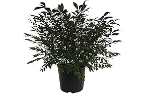 Premier Plant Solutions 16269 Dwarf Burning Bush (Euonymus Alatus Compactus)