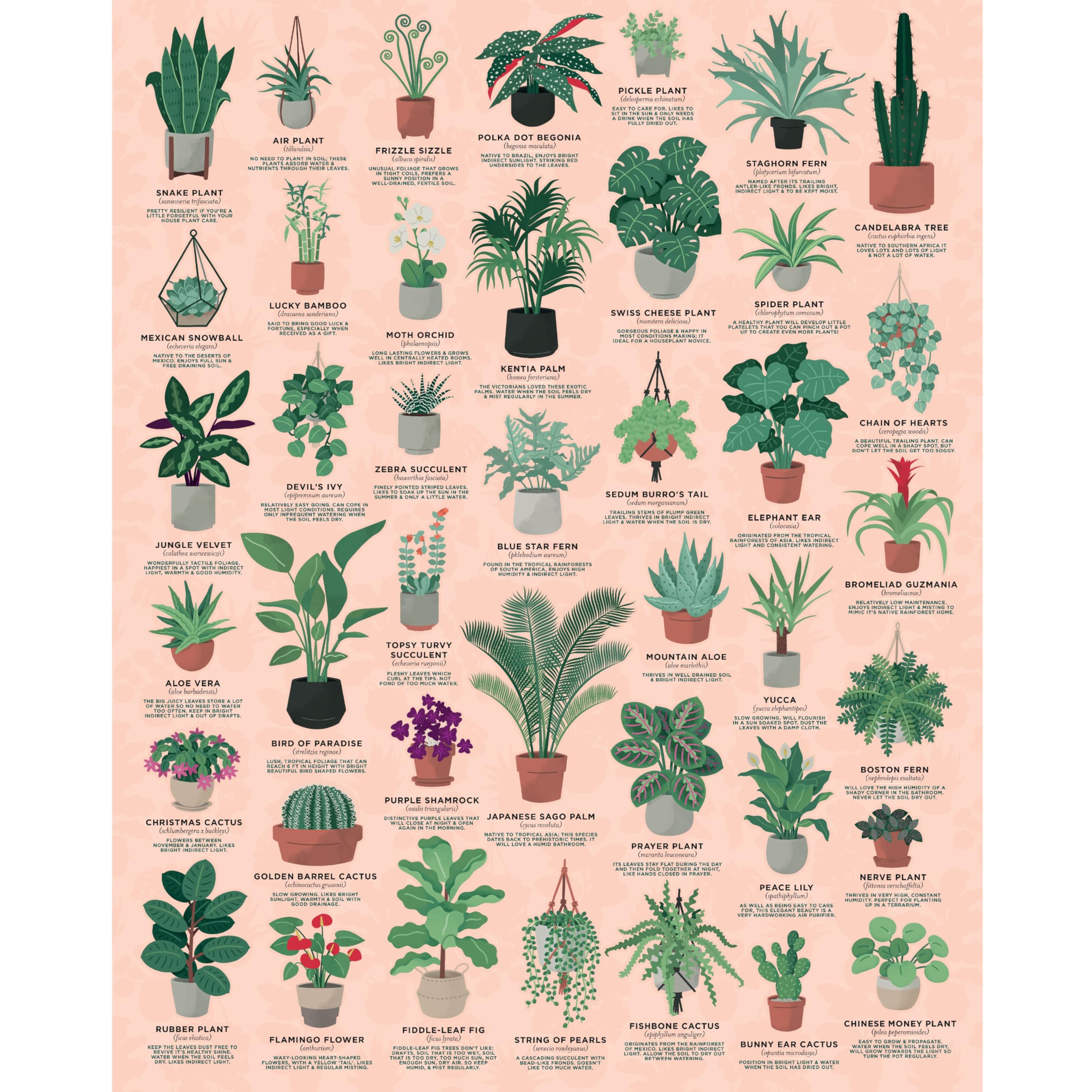 Ridley'sHouse Plants 1000 Piece Jigsaw Puzzle