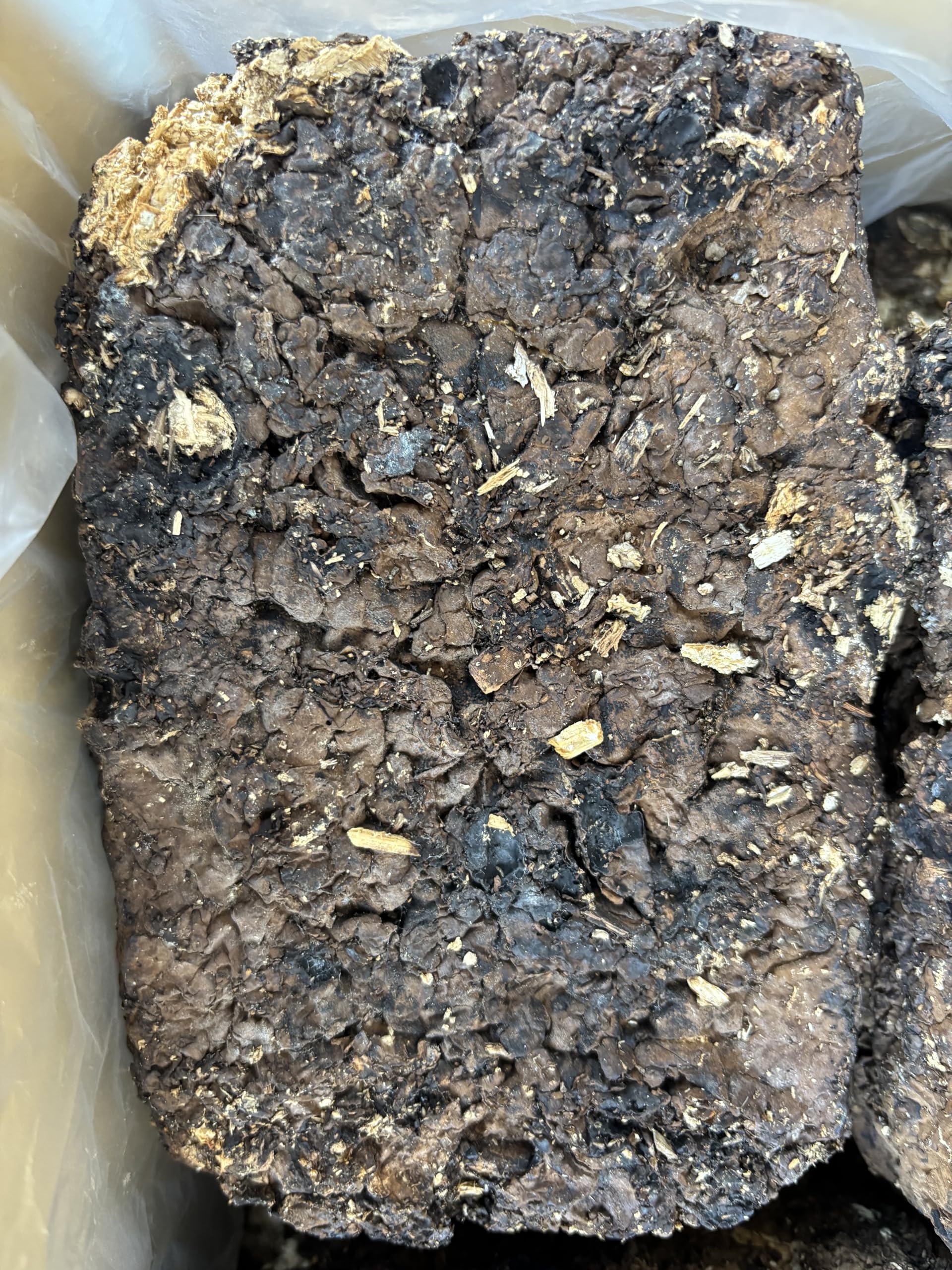 Amazon | 廃菌床・しいたけ菌床・完熟マット 発酵マット 昆虫マット