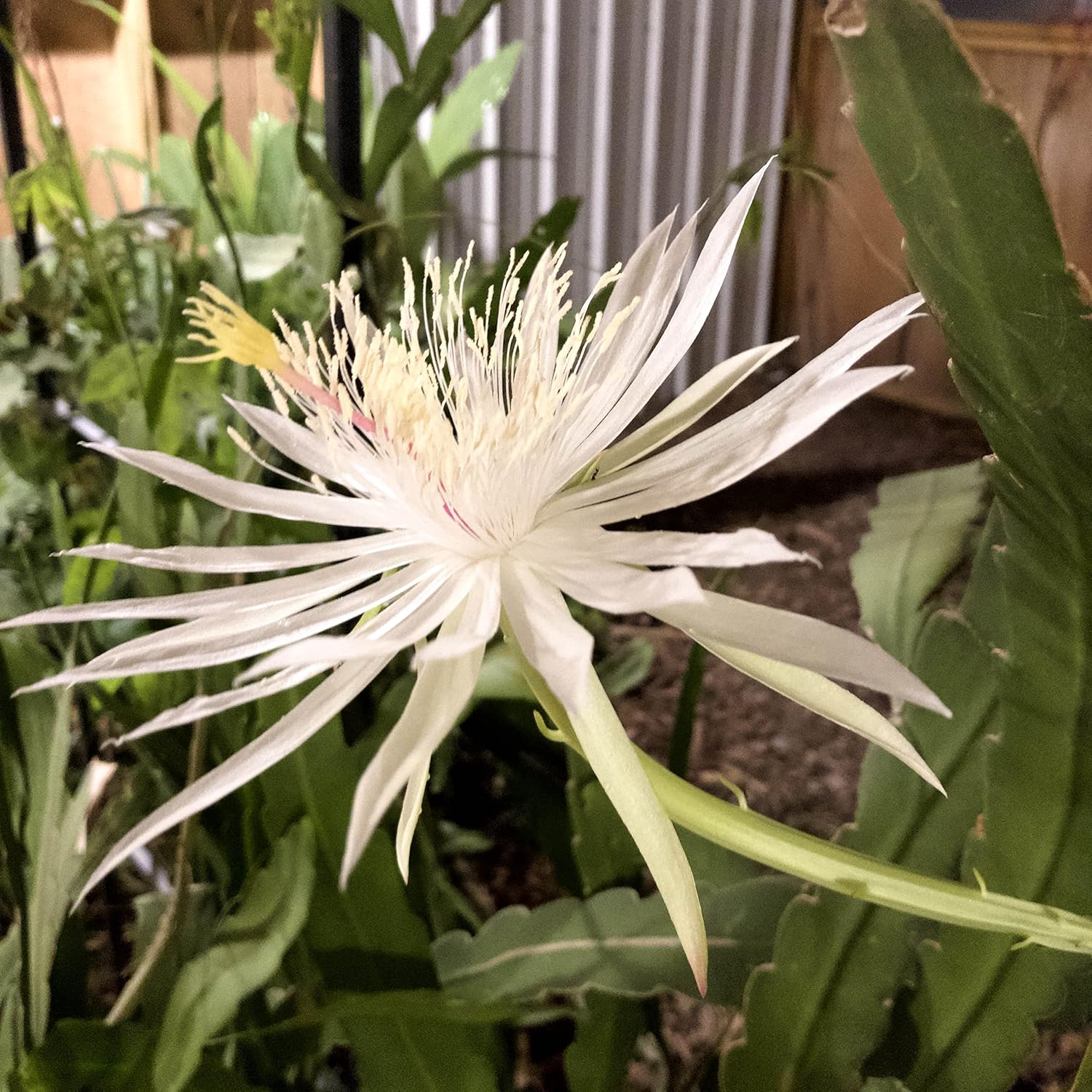 Organic Queen of The Night Plant Cuttings, (Epiphyllum oxypetalum) 5 cuttings Each 2-3" in Length- Night Blooming Cereus, Princess of The Night, Dutchman's Pipe Cactus