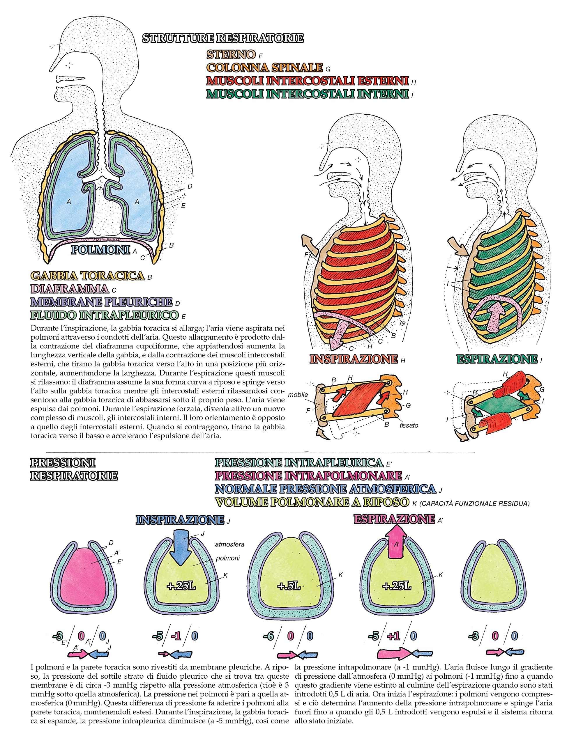 Colorare la fisiologia