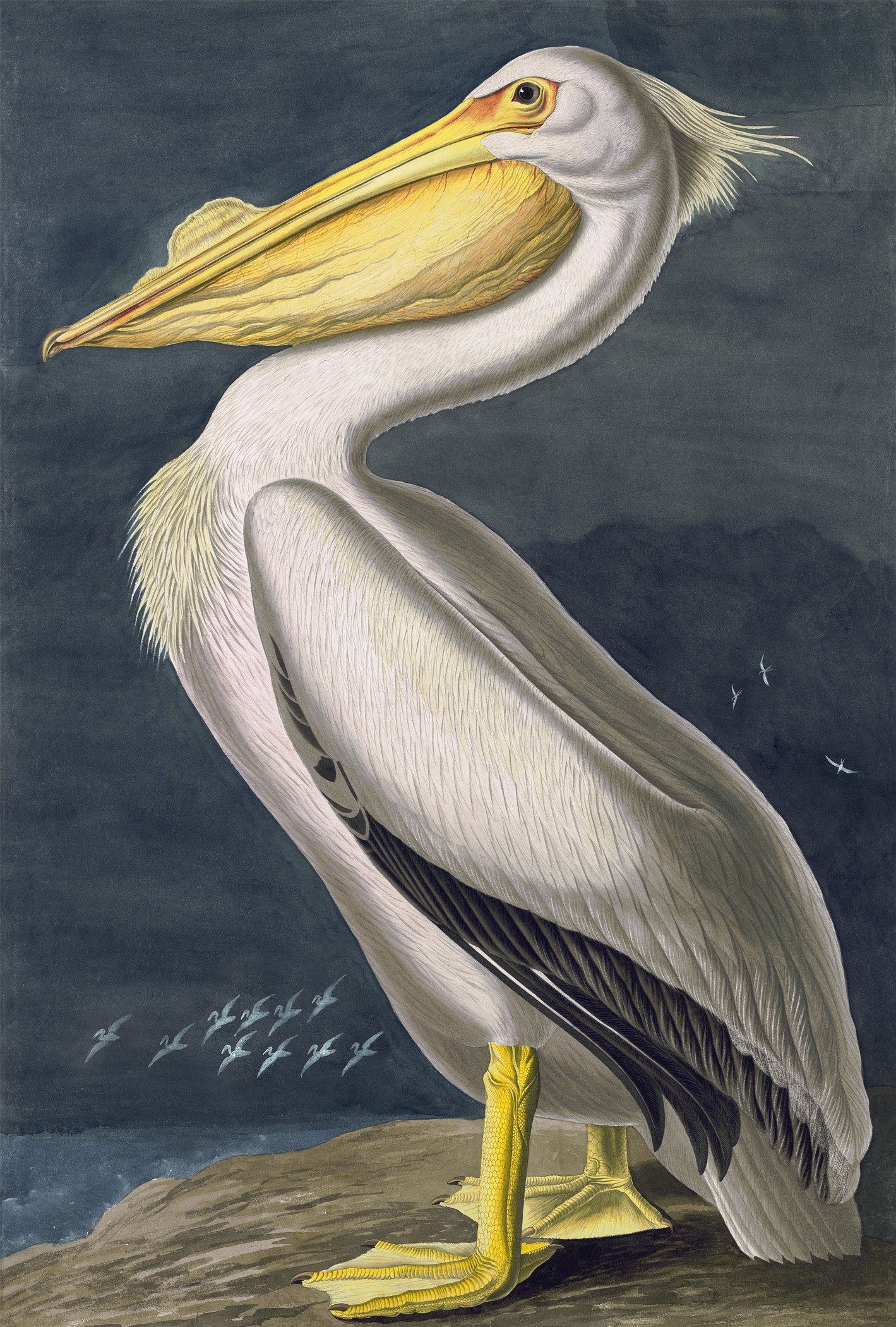 Instant Oriole Food Nectar