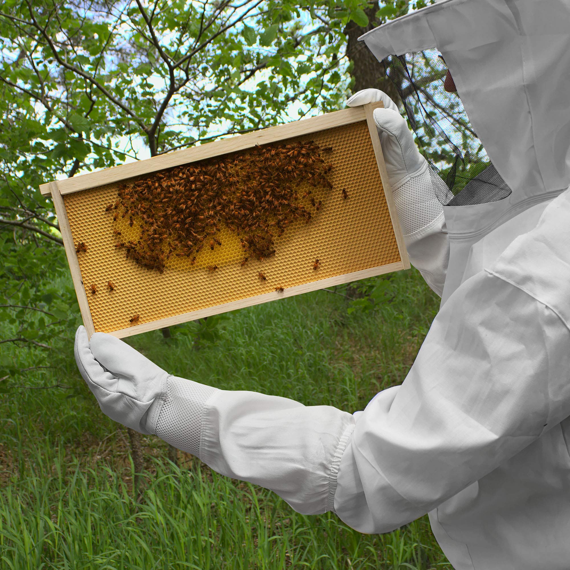 Honey Keeper Guantes de apicultura, pequeños, piel de cabra con manga de lona ventilada y puño elástico