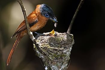 Amazon.co.jp: マダガスカル BBCオリジナル完全版 [Blu-ray] : DVD