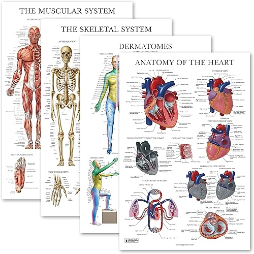 Palace Learning Juego de 4 pósteres anatómicos laminados, musculares, esqueléticos, dermatomas, anatomía cardíaca, juego de cartas de anatomía