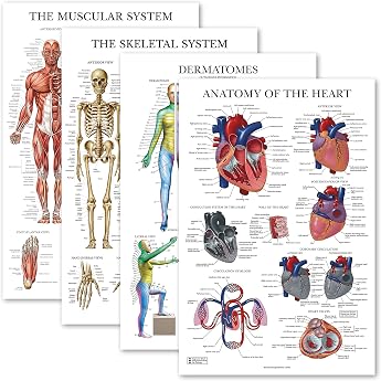 Palace Learning 4 Pack - Anatomical Poster Set - Laminated - Muscular Skeleton Dermatomes Heart Anatomy - Anatomy Chart Set Laminated 18 x 24