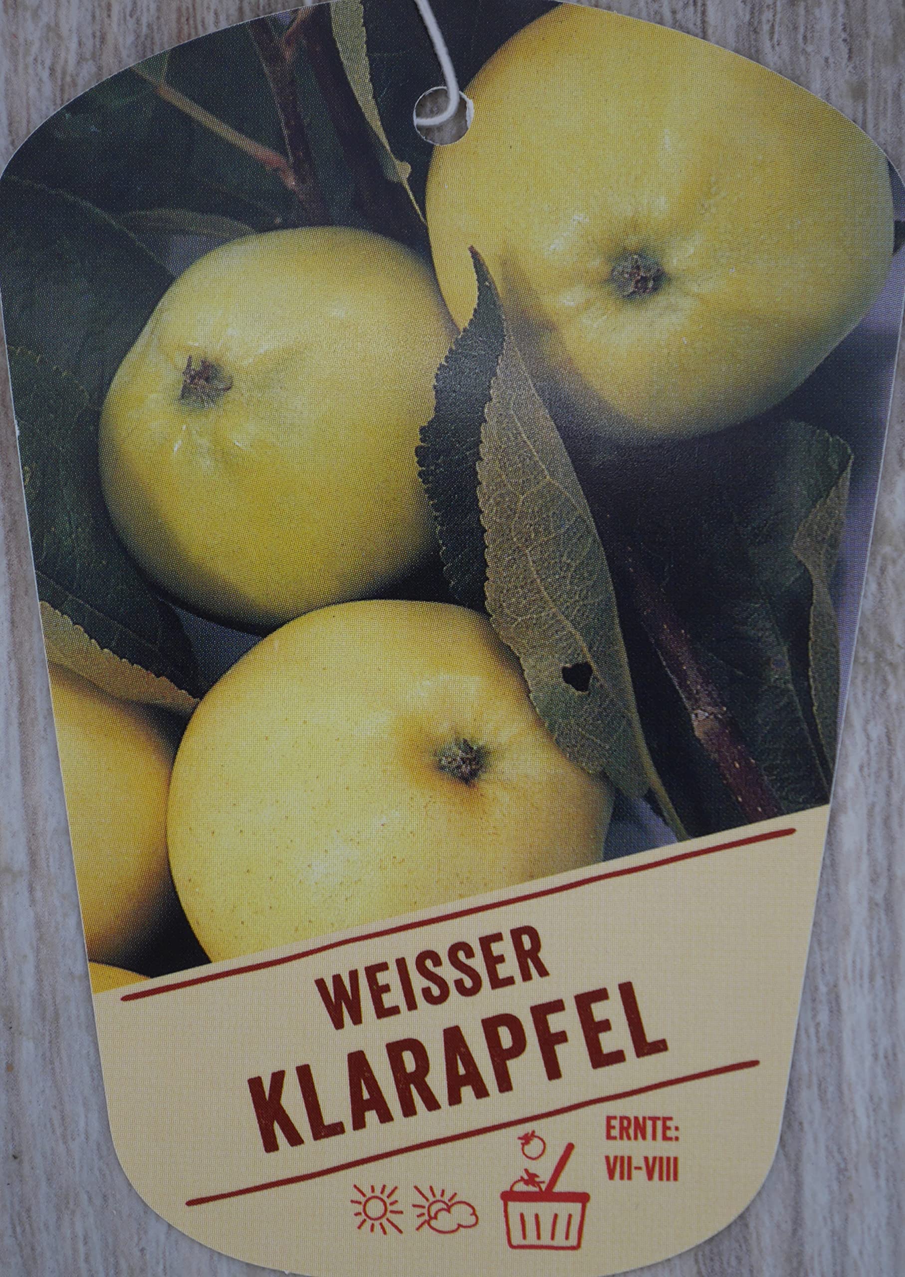 Apfel 'Weißer Klarapfel' ca. 150cm im 10 Liter Topf