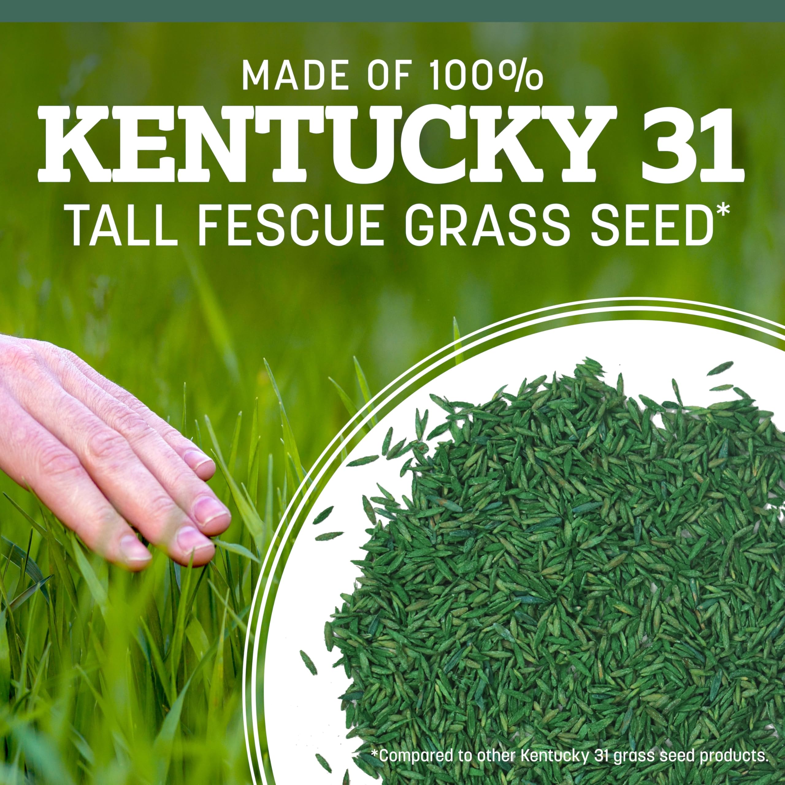 Pennington Kentucky 31 Tall Fescue Penkoted Grass Seed 7 lb