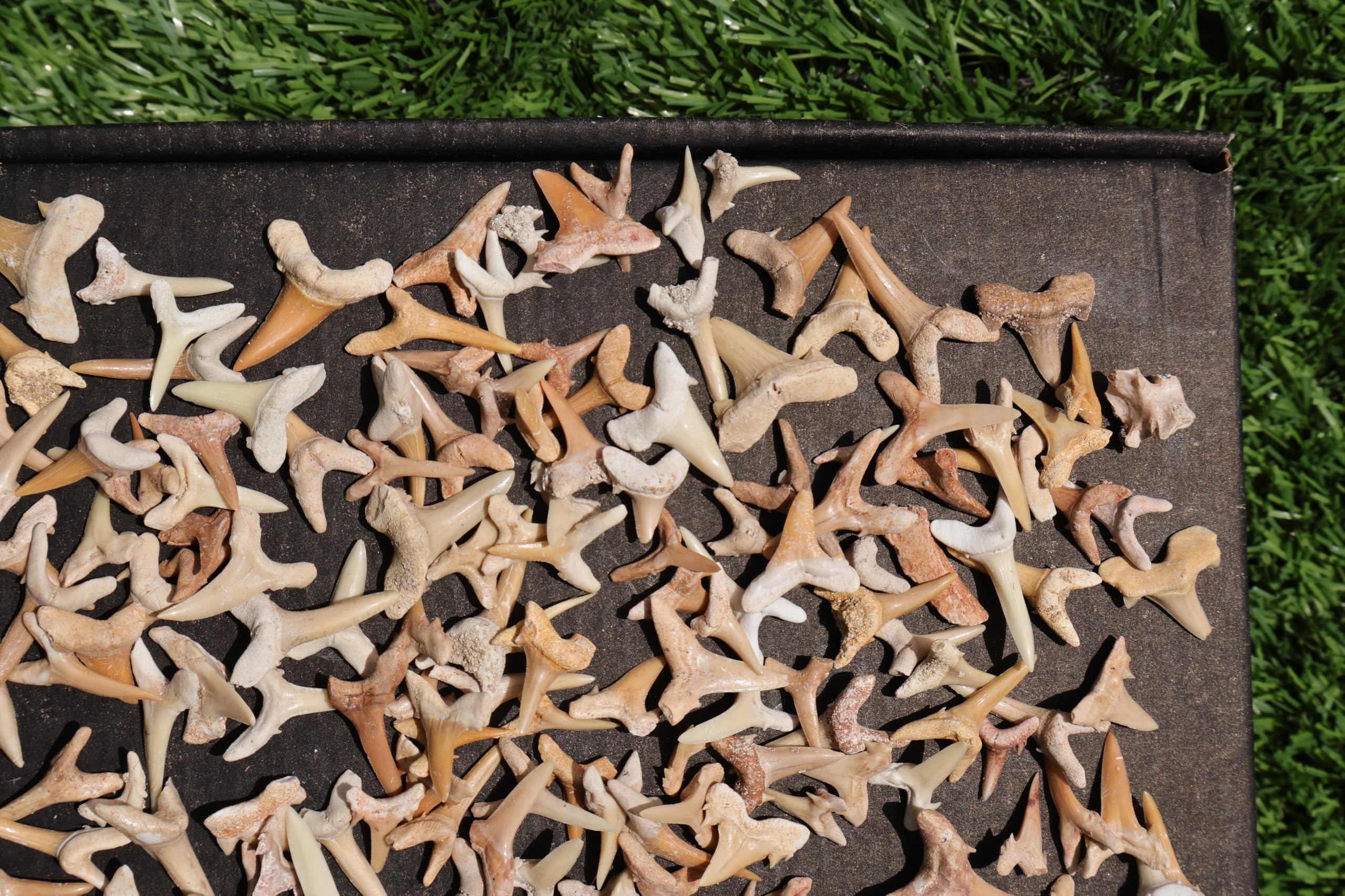 Great Collection of Shark Teeth Fossil Shark Teeth Fossils for Kids Fossils from Morocco A250