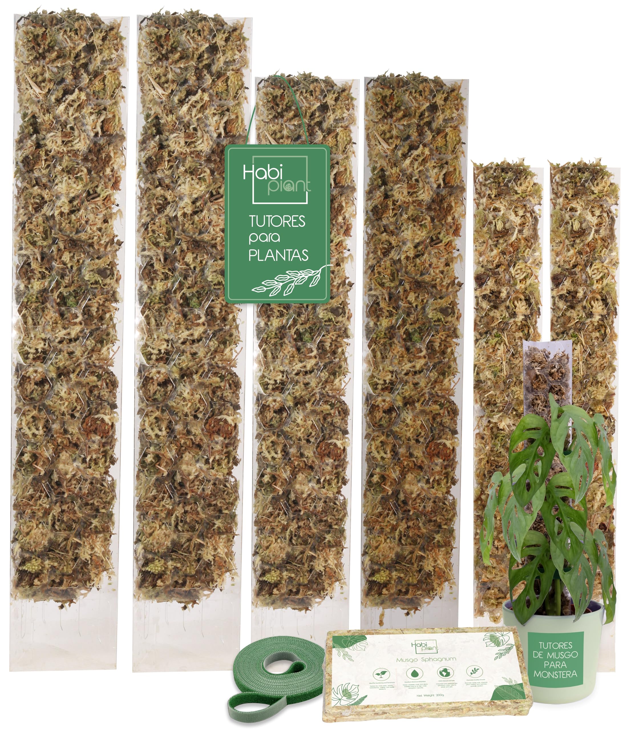 Set 6 Tutores de Musgo para Monstera Plantas Trepadoras de Interior Incluye Musgo Sphagnum 200g y Velcro 5m Tamaños L/M/S Soporte de Plastico Extensible Ideal Pothos Philodendron Aroides