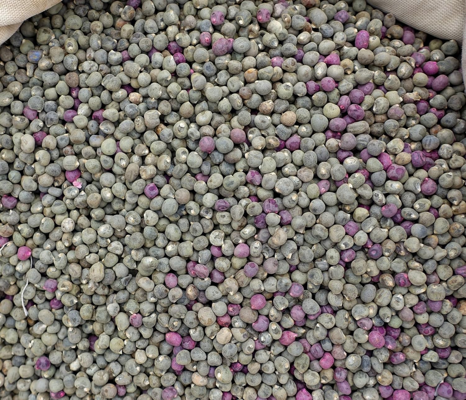 "Blondy Okra Seeds" - Image 4
