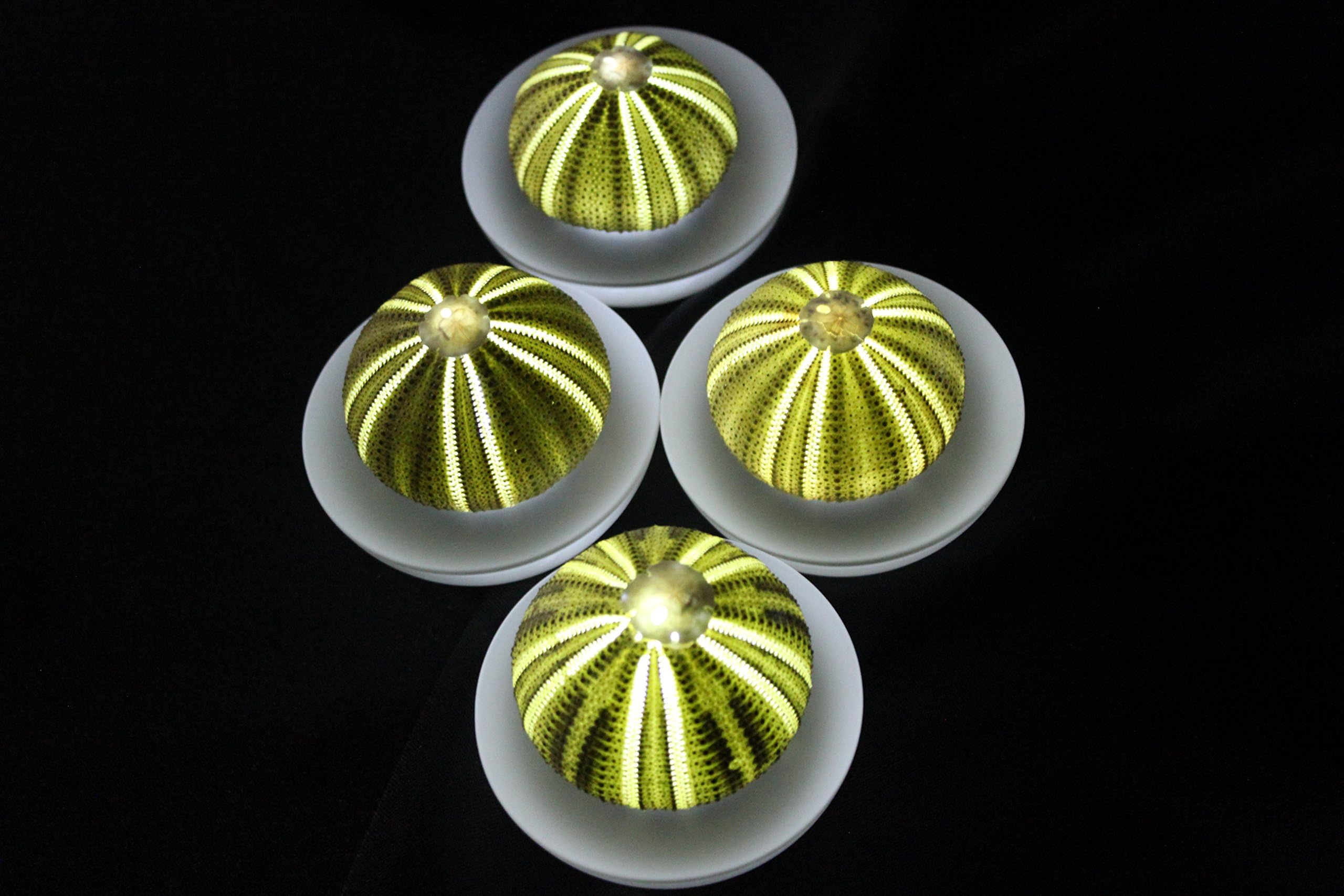 SeaThingz Flameless Candles - Sea Urchin for Indoor & Outdoor Decorative Novelty Lighting - LED Battery Operated Tealight for Elegant Home Decor - Unique Nonstandard Shaped Candle Green Pack of 4