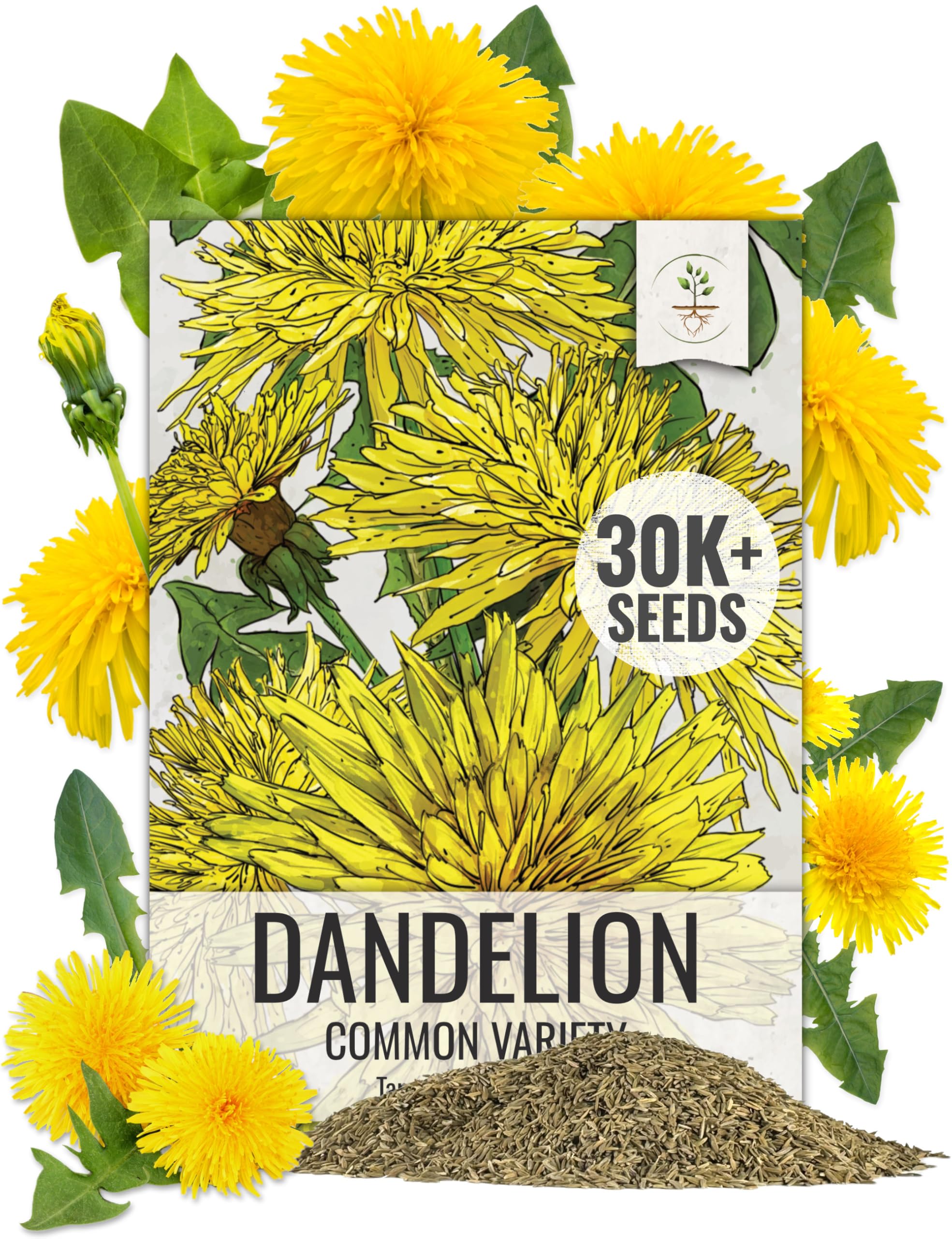 Seed Needs 30,000+ Common Dandelion Herb Seeds for Planting - Non-GMO, Heirloom & Untreated - Grow a Home Grown Herb & Vegetable Garden (Bulk) Great for Salads