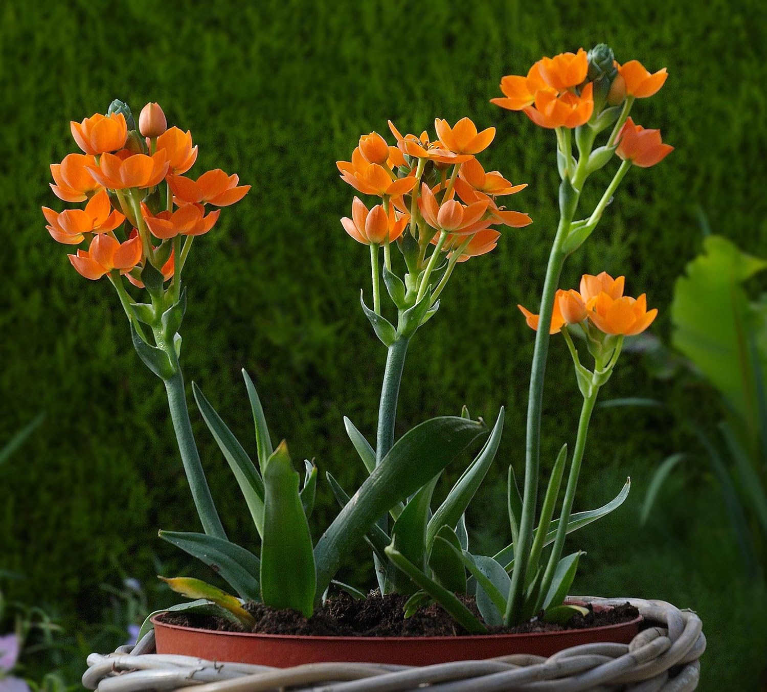 ornithogalum dubium,Orange (5 Bulbs) is a Rare Starof